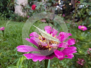 Sitting on the Fatiga Insects Animal Pink Daisy flower plant, Tineola bisselliellaÂ is a small moth.Tineola bisselliella, k